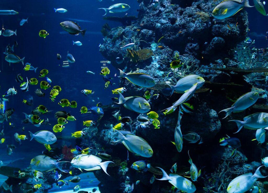 Acuario de Río de Janeiro